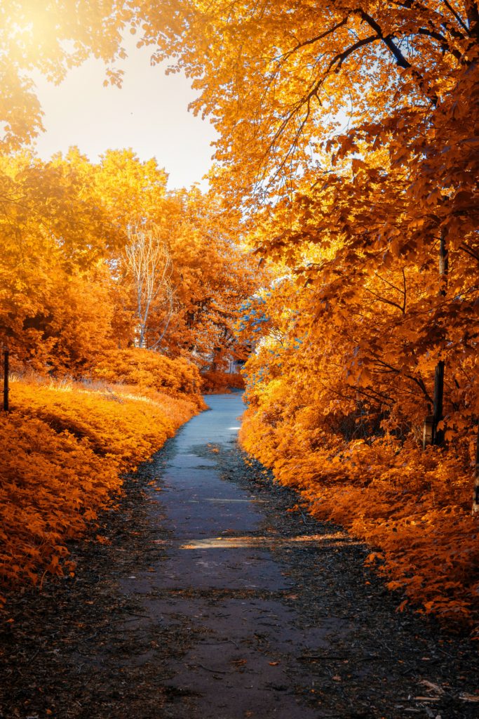 Photo Showing colorful autumn trees